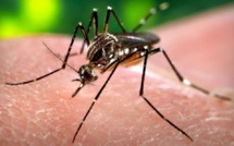 Veille sanitaire : la grippe stable et la dengue en hausse