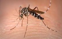 Le vaccin Sanofi Pasteur contre la dengue entame la dernière ligne droite en Australie