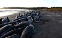 Nouvel échouage massif de globicéphales à l’extrême Nord de la Nouvelle-Zélande