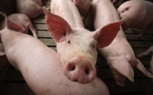 Le collectif contre l'élevage porcin se réunit ce vendredi matin