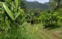 Une semaine de l’environnement et de la culture sur l’île de Tahaa