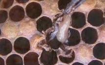 Un plan de lutte contre la loque américaine, fléau des abeilles