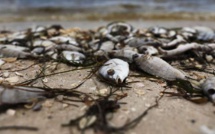Une "marée rouge" décime la population aquatique de la côte ouest de la Floride