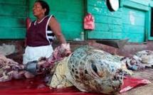 Micronésie: 6 personnes mortes après avoir consommé de la viande de tortue
