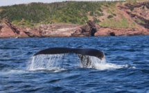 Les pêcheurs japonais de retour à terre avec 177 baleines