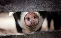 Chine: 14.500 porcs tués pour contenir l'épidémie de peste porcine africaine