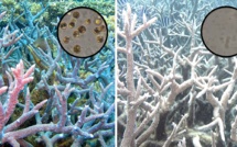 Des analyses génétiques révèlent l'histoire d'amour ancestrale entre les algues et les coraux