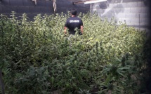 3 672 plants de cannabis découverts au fenua, fin août