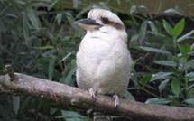 Découverte en Australie de deux spécimens rares de l'oiseau symbole du pays