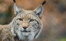 Val-de-Marne: les pompiers capturent un lynx chez un particulier