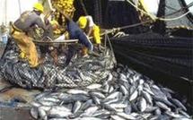 Pêche au thon dans le Pacifique : le syndrome de la Commission baleinière