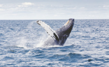 Baleines: la CBI dit non au retour de la chasse, le Japon menace de partir