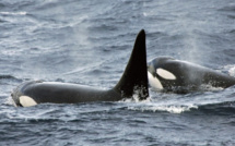 Des orques vues à Fakarava et Bora Bora : attention aux baleines qui vont dans les lagons pour se protéger