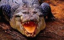 Nombre record de prises de crocodiles dans le Nord de l’Australie