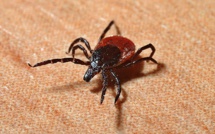 Une "tiquothèque" pour connaître l'insecte suceur de sang