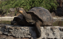 Equateur : mystérieux vol de 123 tortues aux Galapagos