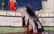 Des opposants à la chasse à la baleine interceptent un bateau-usine japonais