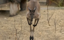 Australie: un kangourou blesse trois personnes