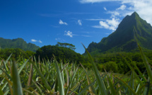 Une journée pour (re)découvrir Moorea avec Tahiti Tourisme