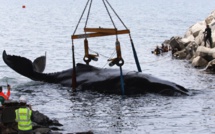 À la Réunion, vive émotion après la mort d'un baleineau échoué
