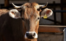 Des OGM interdits et dangereux disséminés dans des aliments pour bétail en Europe
