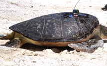 Des tortues suivies par satellite: une étude menée par Te mana o te moana.