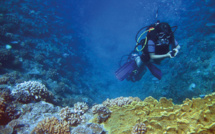 Survivre au blanchissement rend la Grande barrière de corail "plus résistante à la chaleur"