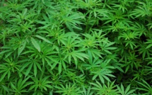 Première étape vers l'autorisation du cannabis thérapeutique en France