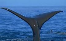 Chaque année, les baleines à bosse mâles chantent toutes le même tube