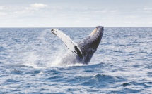 Baleine: le Japon étudie son retrait de la CBI pour relancer la pêche commerciale