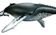 Une étude met en évidence les étonnantes capacités d’orientation des baleines à bosse