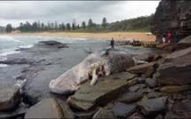 Australie: le cadavre d'un cachalot échoué embarrasse les autorités