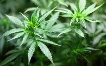 Cannabis thérapeutique: l'ANSM souhaite une expérimentation d'ici fin 2019
