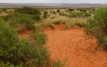 Australie: une Allemande de 62 ans perdue dans le bush, la police pessimiste