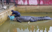 Indonésie: un crocodile apprivoisé dévore une femme