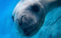 Nouvelle-Zélande: dans les déjections d'un léopard de mer, une clef USB exploitable