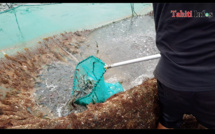600 kg de crevettes bleues volés à Mitirapa
