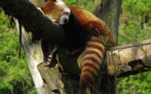 "Mushu", le panda roux fugueur d'un zoo auvergnat a été retrouvé