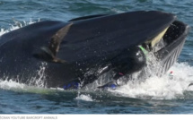 En Afrique du Sud, un plongeur miraculé avalé par une baleine
