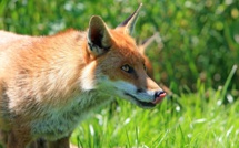 Bretagne: un renard tué par des poules dans un poulailler