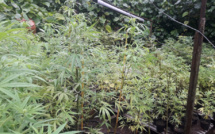 644 plants de cannabis découverts à Vairao