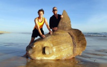 Un poisson-lune géant échoué au sud de l'Australie