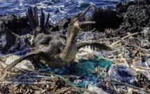 Un monstre au paradis, le plastique menace toute vie aux Galapagos