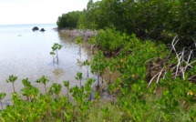 Les mangroves de la Société placées sous surveillance