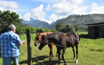 L'écurie Tenahe, la pouponnière des chevaux de course made in fenua