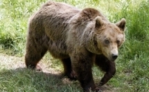 Les "anti-ours", en colère, menacent les plantigrades d'un sort funeste
