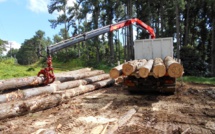 Une filière bois dans les starting-blocks en Polynésie