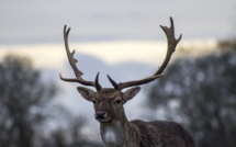 Australie: un cerf tue un homme et blesse grièvement une femme