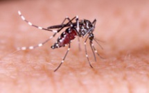 Dengue de type 2 : une cellule de coordination mise en place