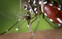 Zika : Une étude démontre un risque de séquelles neurologiques graves et persistantes